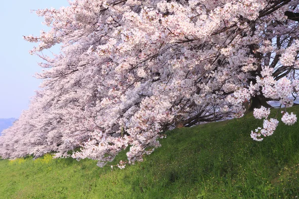 Zbliżenie Wiśni Kwitną Wiosną — Zdjęcie stockowe
