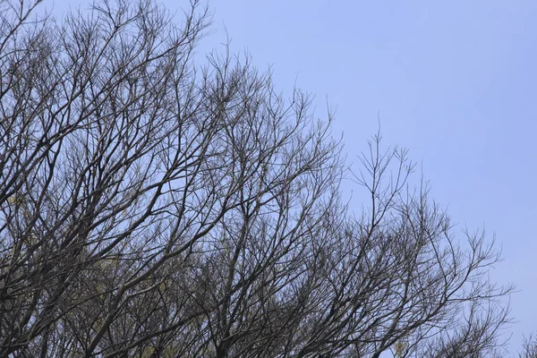 Parktaki ağaç dalları