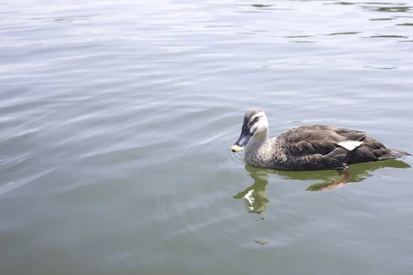 Beautiful Duck Bird Swimming Water — Stock Photo, Image