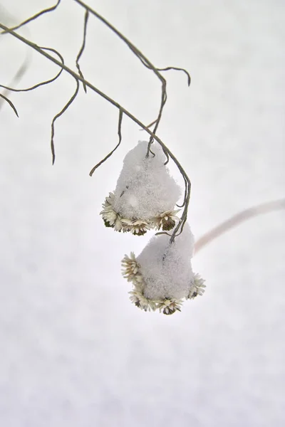 Planta Congelada Nieve —  Fotos de Stock
