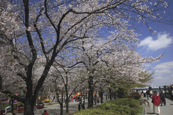 Fleur Cerisier Dans Parc Ville Japon — Photo