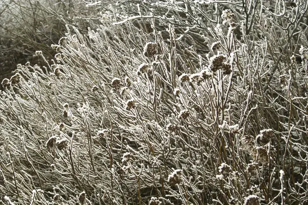 Hierba Congelada Invierno —  Fotos de Stock