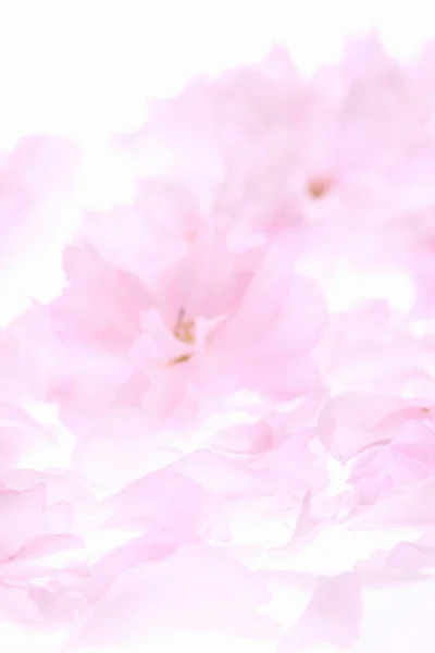 Flores Pétalos Rosados Aislados Sobre Fondo Blanco — Foto de Stock