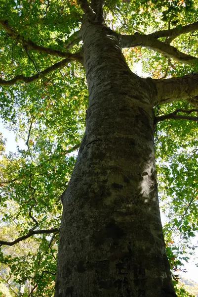 Sonbahar ormanında kocaman yaşlı bir ağaç