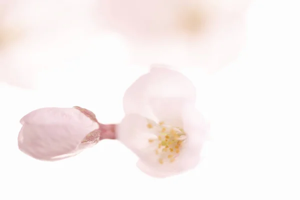 Primer Plano Flor Cerezo Primavera — Foto de Stock