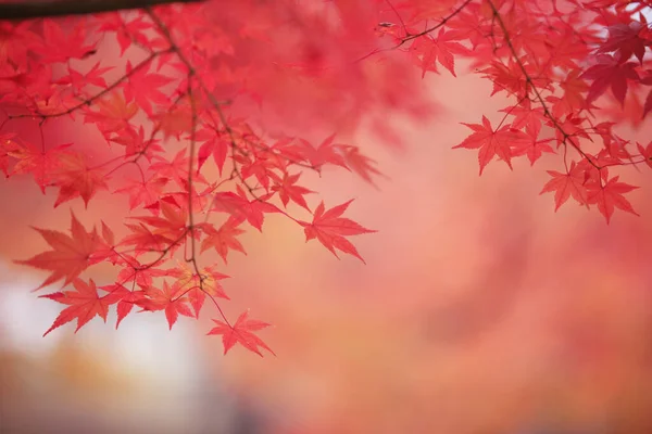 Крупним Планом Вид Червоне Кленове Листя Дереві Під Час Осіннього — стокове фото