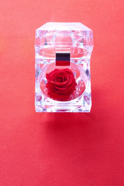 Červená Růže Červený Parfém — Stock fotografie