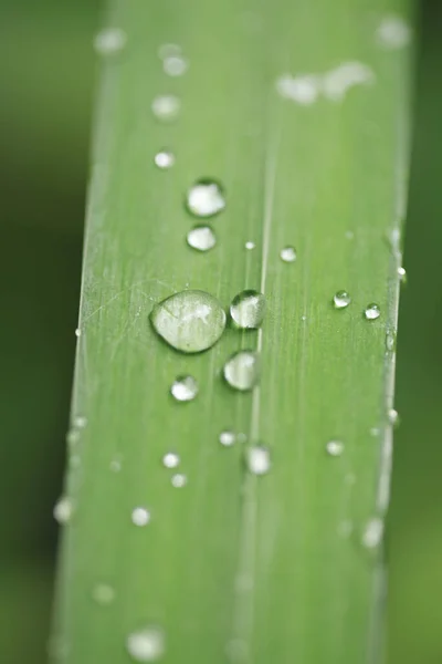 Close Green Grass Water Drops — Stock Photo, Image