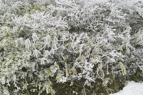 Pokryte Śniegiem Drzewa Mrozem Lesie — Zdjęcie stockowe