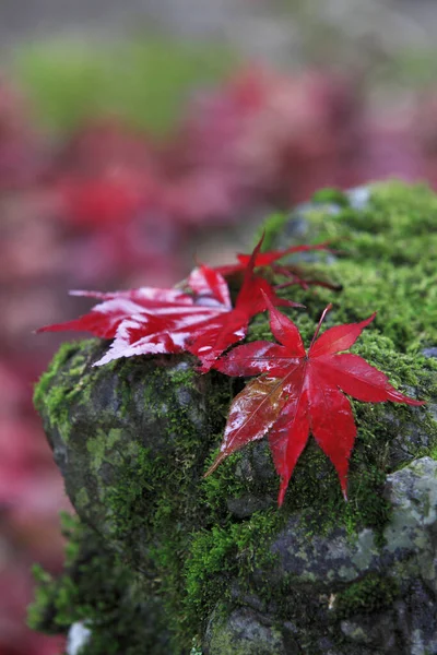 Όμορφα Φωτεινά Φύλλα Σφενδάμου Του Φθινοπώρου Μόσχο Πέτρα — Φωτογραφία Αρχείου
