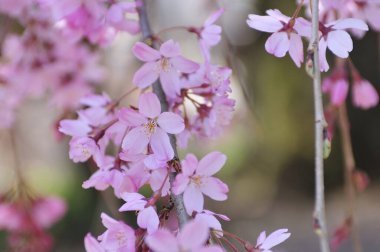 Bahçedeki güzel çiçekler, baharda açan ağaçlar.