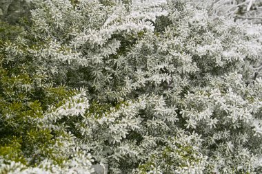 Kış ormanlarında ağaçların dallarına kar yağar.