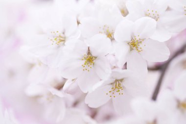 beyaz arkaplanda bahar çiçekleri