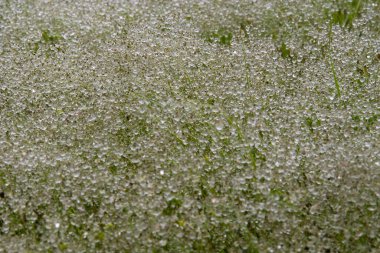 Beyaz buza bulanmış yeşil çimenler