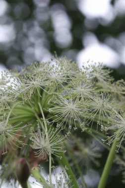 Güzel botanik fotoğrafı, doğal duvar kağıdı.
