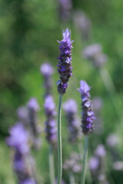 Bahçedeki güzel çiçekler