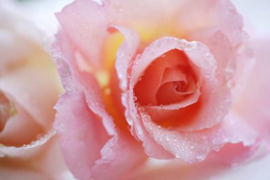 Yağmur damlalı güzel güllerin yakın plan görüntüsü       