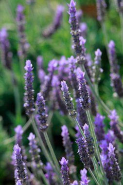 Bahçedeki güzel çiçekler