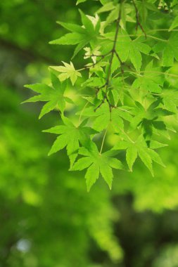 Arkaplanı bulanık yeşil yapraklı bir ağaç.