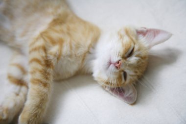 Şirin evcil kedi manzarası