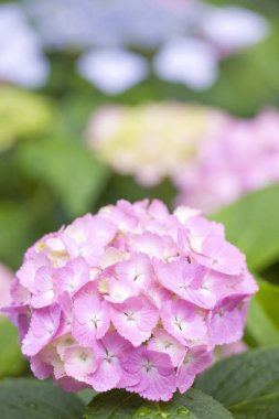 Bahar bahçesinde güzel ortanca çiçekleri, güzel doğal arka plan                    