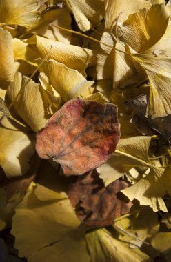 Sonbahar yapraklarının yakın çekim görüntüsü, sonbahar bitkileri