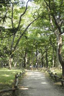 Yol ve yeşil ağaçlı güzel bir park manzarası.    
