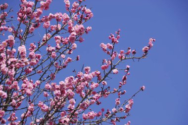 Bahçedeki güzel çiçekler