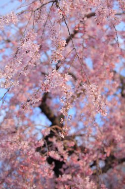 İlkbaharda kiraz ağacı çiçek açar 