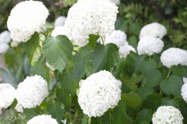 Gündüz vakti bahçe çiçeklerinin yakın görüntüsü 