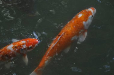 Gölet suyundaki güzel koi balığı