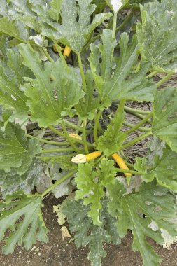 Topraktaki genç sarı yapraklar