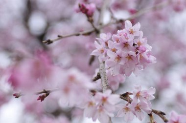 Güzel pembe kiraz çiçeklerinin manzarası 