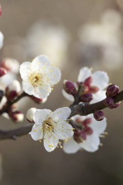 Baharda kiraz çiçeklerinin güzel çiçekleri      