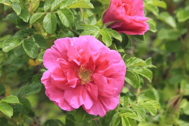 Bahçedeki güzel kırmızı çiçekler