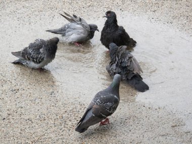 Güvercinler suda yıkanır.