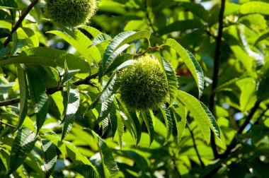 Kestaneleri ağaca yakın tut.