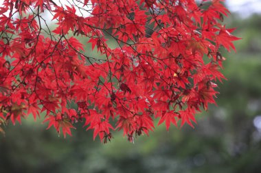Kırmızı sonbahar yaprakları, sonbahar çiçekleri, Japon akçaağacı yakın görüş.