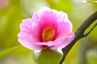 Bahçedeki pembe çiçek