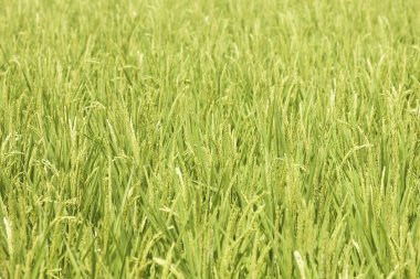 Yazın yeşil buğday tarlası