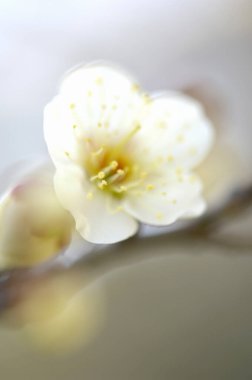 Gri arka planda güzel beyaz çiçek ve dal 