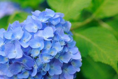 Bahçede çiçek açan ortancaları