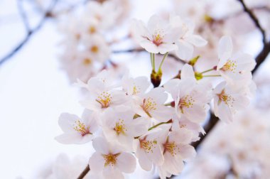 close-up view of beautiful blooming flowers in spring garden