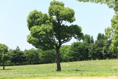 Gündüz vakti ormanda yeşil ağaçlar 