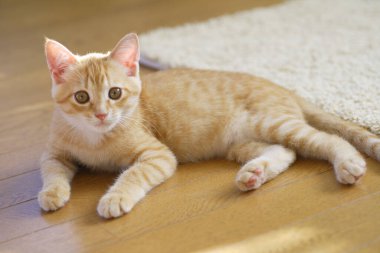 Evde küçük şirin bir kedi resmi var. 