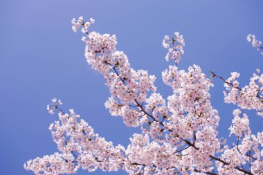 Japonya 'da güzel bahar kiraz çiçekleri