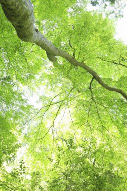 Ormandaki güzel yeşil yaprakların arka planı                   