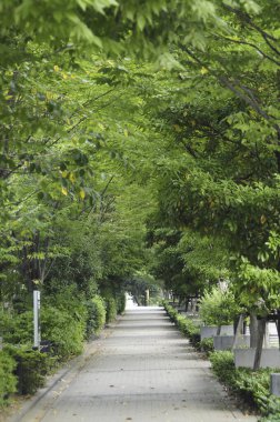 Yeşil Yaz Park Road 