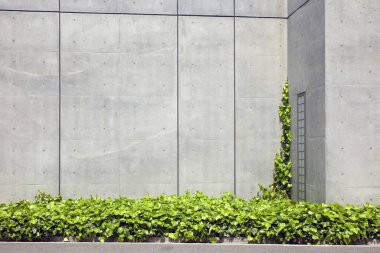 Beton duvar zemin üzerine yeşil bitkiler