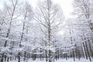Karla kaplı ağaçlarla kaplı kış ormanı